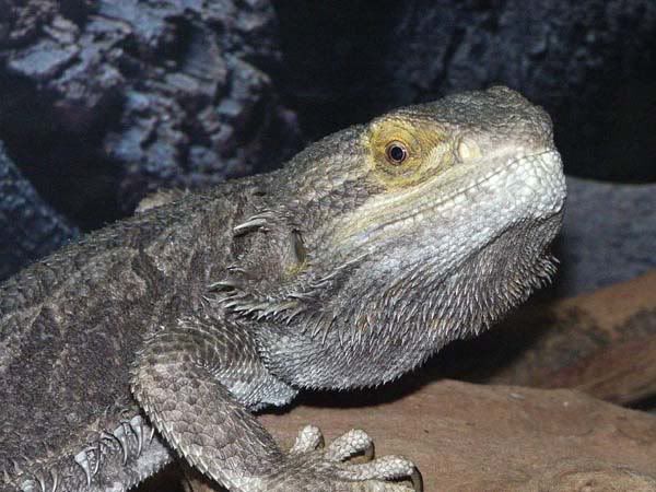 lizzy028.jpg