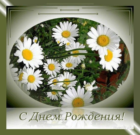 Ромашки поздравления с днем рождения Ромашки поздравления с днем рождения