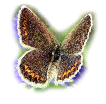 MySpace and Orkut Butterfly Glitter Graphic - 7