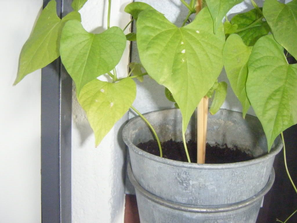 Wilting Morning Glories ( The Entheogen Network