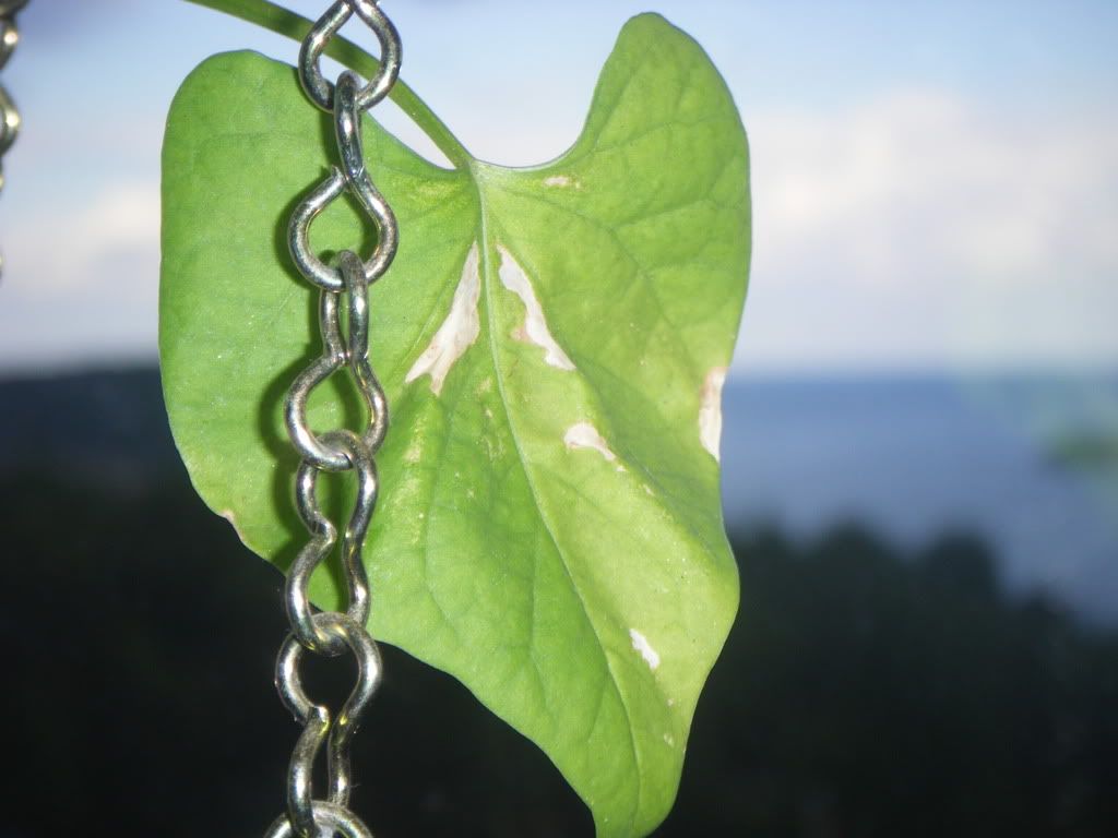 Wilting Morning Glories ( The Entheogen Network