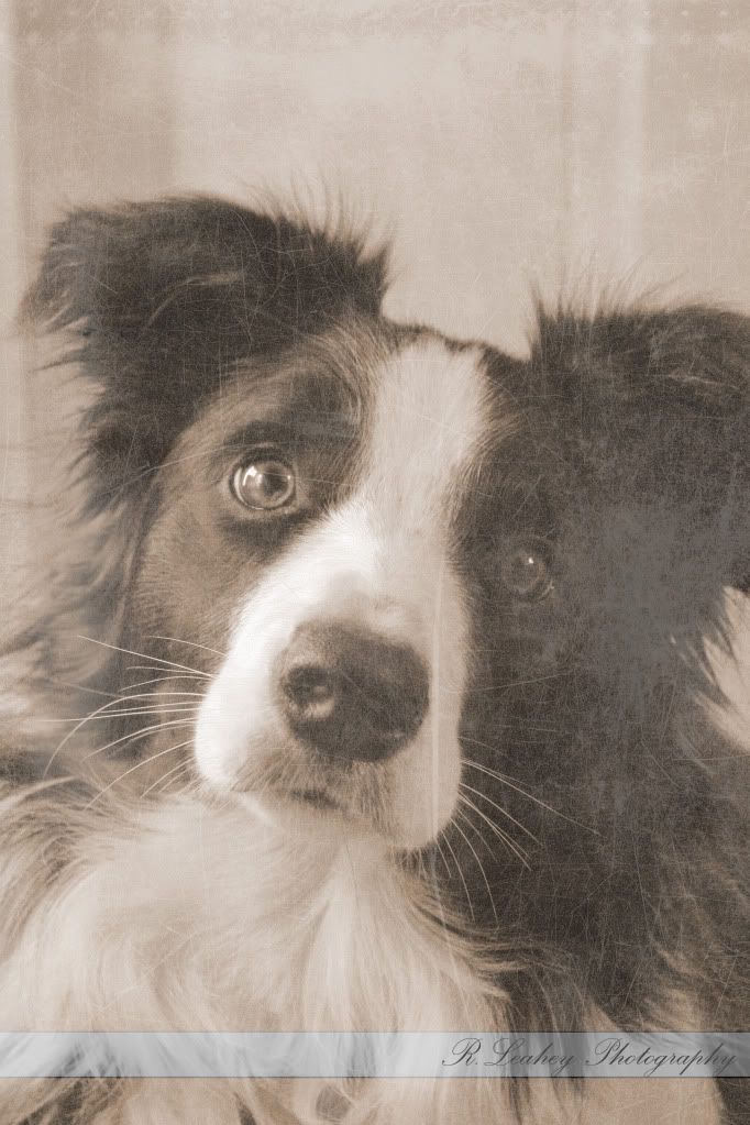 IMAGE: http://i287.photobucket.com/albums/ll149/tehdrok83/Madoc3.jpg