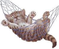 cat_swinging_in_a_hammock.gif
