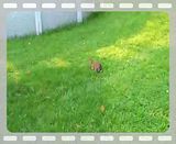 Bunny in My Back Yard...