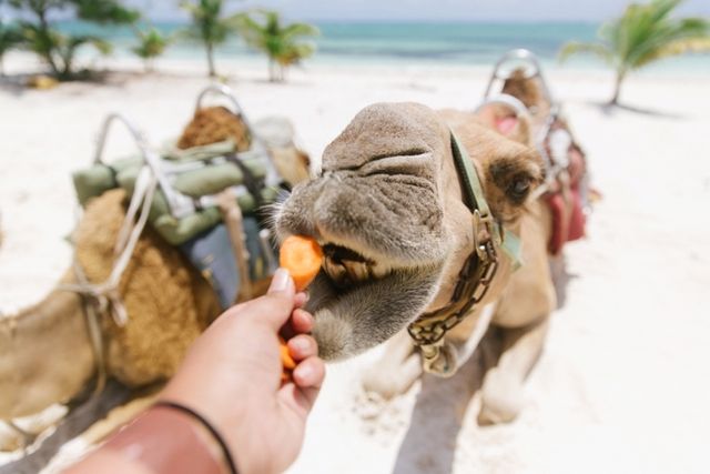 camel safari cancun