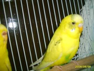 S5009002.jpg?t=1212988315