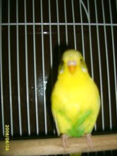 S5009006.jpg?t=1212988364