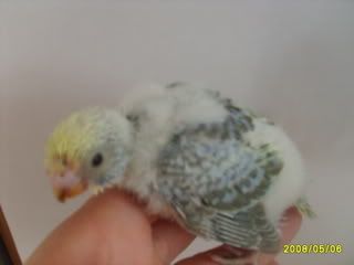 babylace1.jpg?t=1210416500