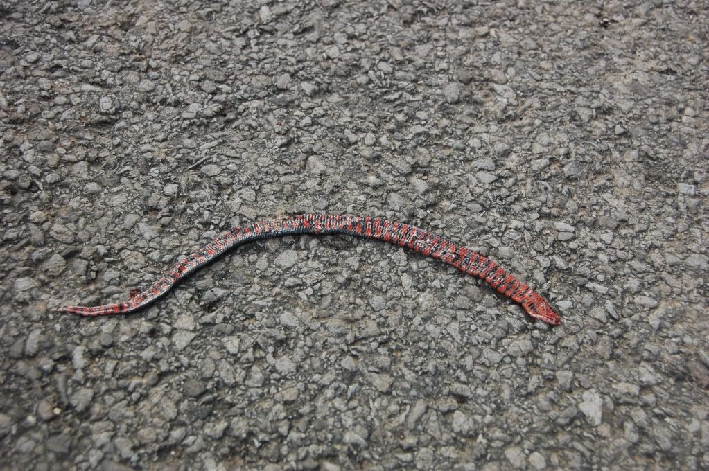 DSC_0472.jpg