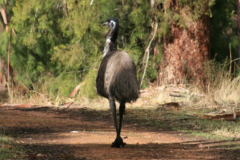 IMAGE: http://i287.photobucket.com/albums/ll153/redsnapper205/Emu01upload.jpg