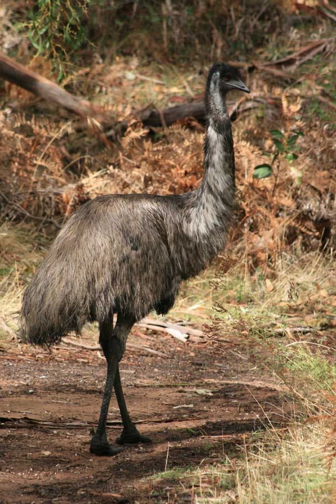 IMAGE: http://i287.photobucket.com/albums/ll153/redsnapper205/Emu02upload.jpg