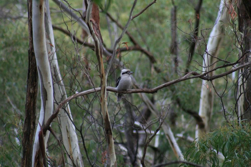 IMAGE: http://i287.photobucket.com/albums/ll153/redsnapper205/Kookaburra02upload.jpg