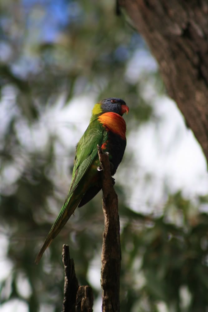 IMAGE: http://i287.photobucket.com/albums/ll153/redsnapper205/Lorikeet01upload.jpg