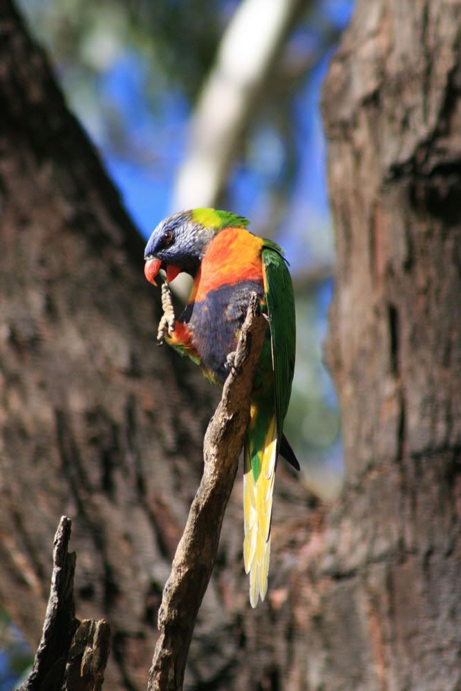 IMAGE: http://i287.photobucket.com/albums/ll153/redsnapper205/lorikeet02upload.jpg
