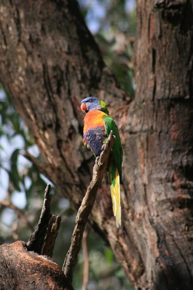 IMAGE: http://i287.photobucket.com/albums/ll153/redsnapper205/lorikeet03upload.jpg