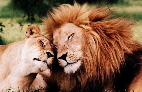 LionandLioness2.jpg