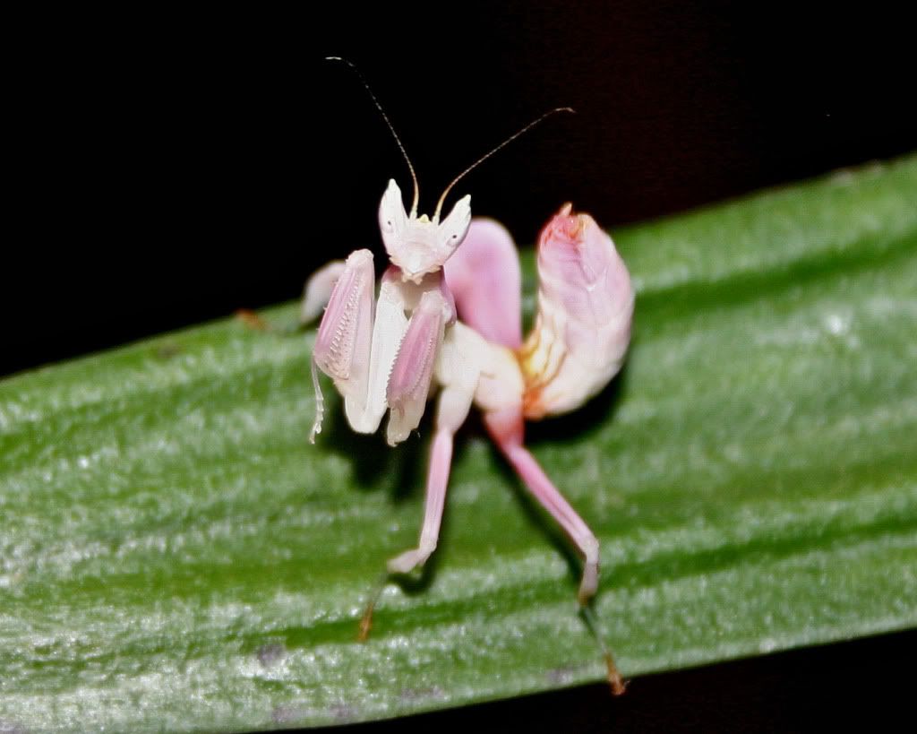 orchid_mantis0061f.jpg