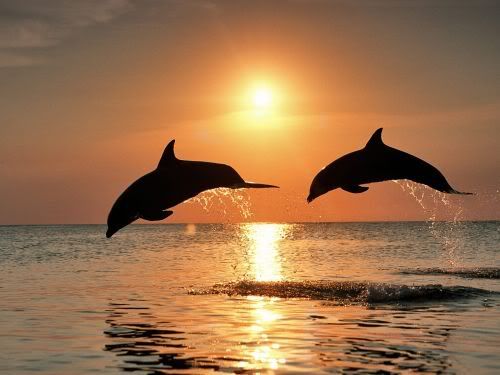 sunset dolphins photo: Dolphins Swimming normal_Bottlenose_Dolphins_Jumping_.jpg