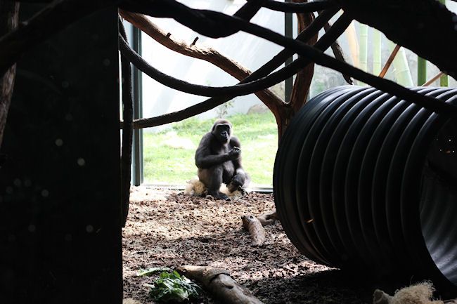 Lincoln Park Zoo