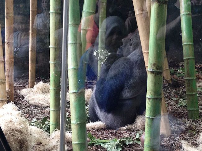 Lincoln Park Zoo