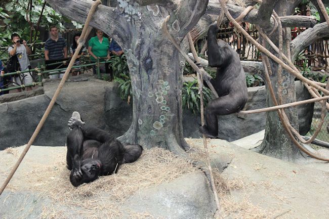 Brookfield Zoo