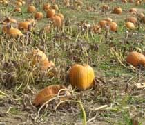 Uncle Johns Cider Mill The pumpkin patch at Uncle Johns Cider Mill