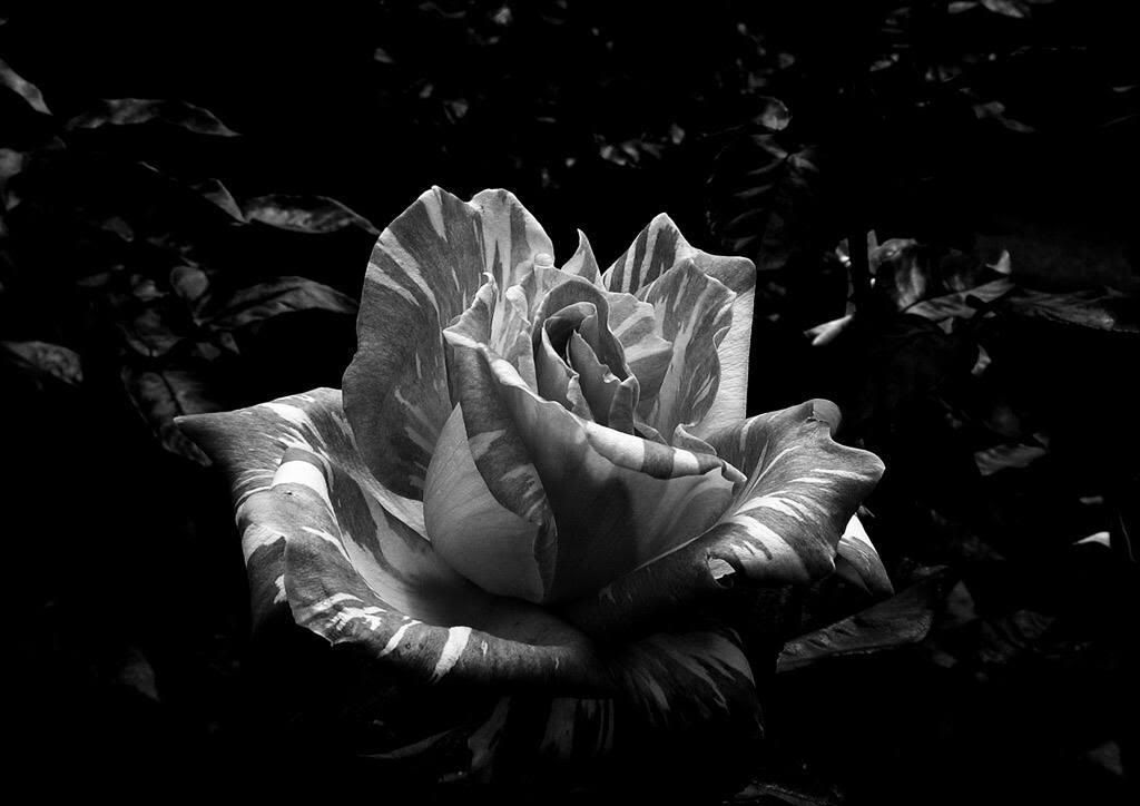wallpaper black rose. Black Rose Wallpaper Image