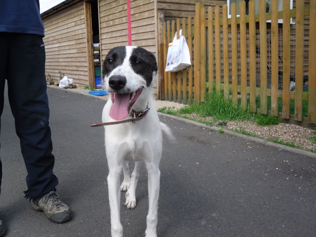 Collie lurchers for sale