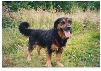 Collie Cross Dachshund