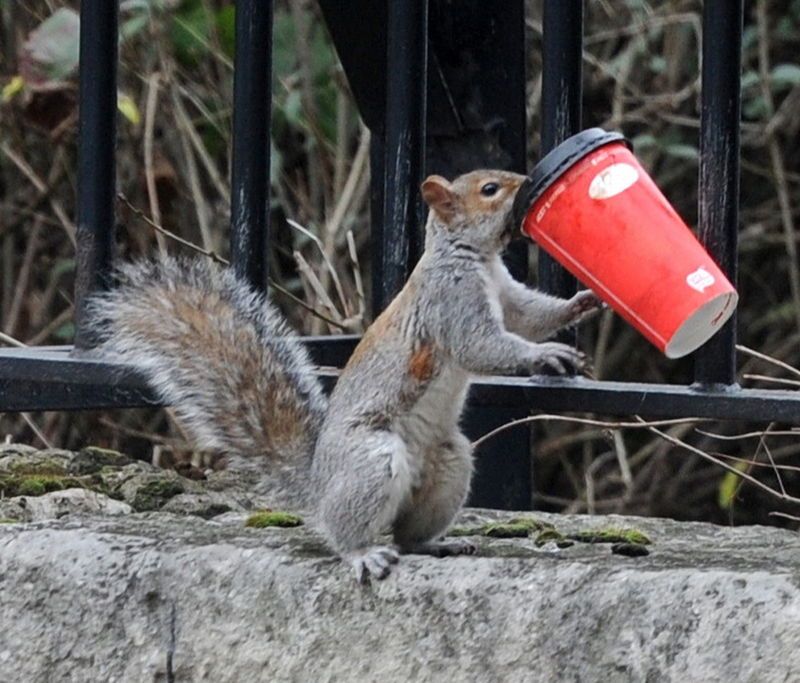 Squirrels Drinking Coffee