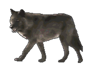 Lobo