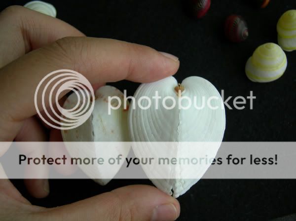 情人节礼物 海螺贝壳 立体感鸡心贝,见证心心相印的爱情hlsp_海螺