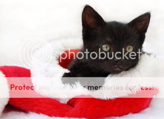 BLACK KITTEN Pictures, Images and Photos